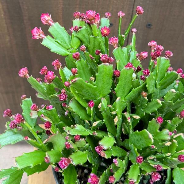 いーちゃん　デンマークカクタス 金平糖 Fire B おしゃれ 観葉植物 花色選べます：デンマークカクタス コンペイトウ