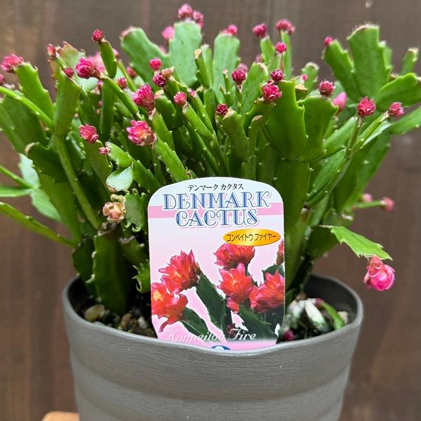 いーちゃん　デンマークカクタス 金平糖 Fire B おしゃれ 観葉植物 花色選べます：デンマークカクタス コンペイトウ