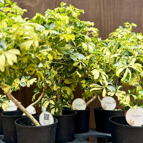 観葉植物：シェフレラ ジェニーネ*4号 プラポット 金魚葉ホンコン