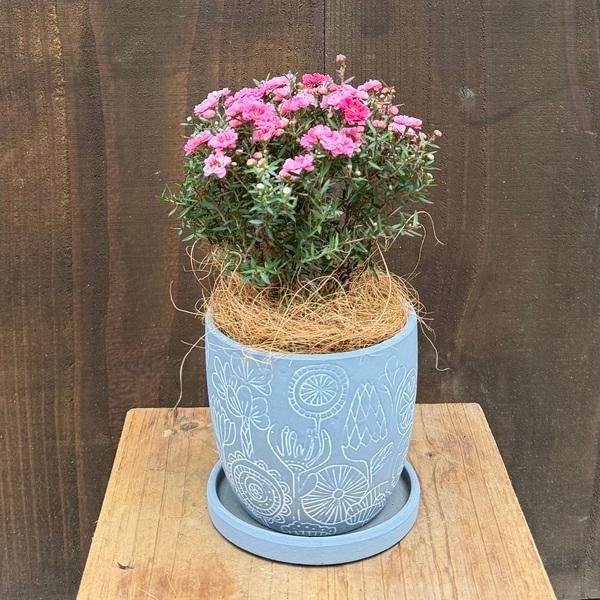 おしゃれ 観葉植物：ギョリュウバイ 鉢植え 受皿付*御柳梅 鉢色選べ