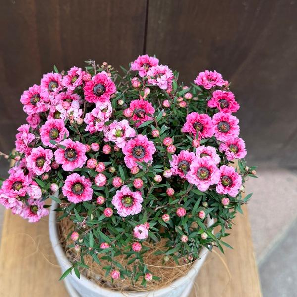おしゃれ 観葉植物：ギョリュウバイ 鉢植え 受皿付*御柳梅 鉢色選べ