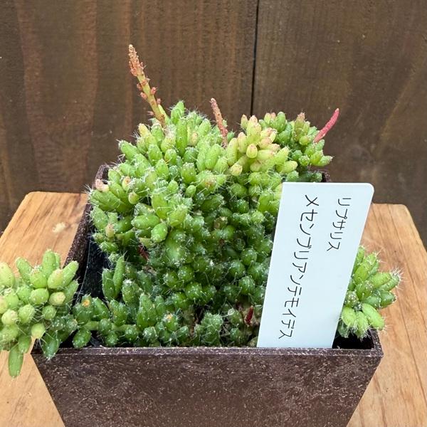 観葉植物：選べる リプサリス*エコポット メセンブリアンテモイデス 