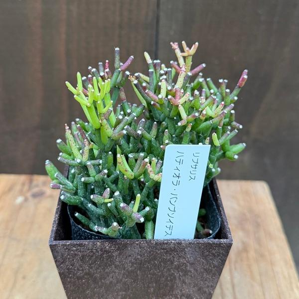 リプサリス 観葉植物プラント 高さ45cm 観葉植物】 リプサリス 『カスッサ』 吊り鉢 葦サボテン | すべての