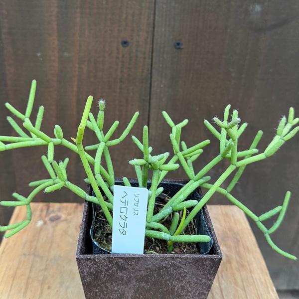 観葉植物：選べる リプサリス*エコポット メセンブリアンテモイデス