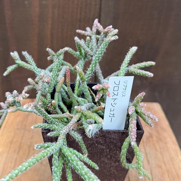 観葉植物：選べる リプサリス*エコポット メセンブリアンテモイデス