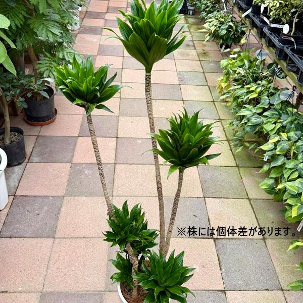 観葉植物：ドラセナ コンパクタ シュエット鉢植え 受皿付*大型ヤマト便