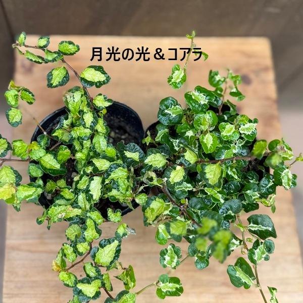 選べる 観葉植物：フィカス プミラ 2種セット*コアラ 月光の光 白斑