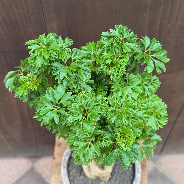 観葉植物 ポリシャス：タイワンモミジ パセリ 鉢植え 受皿付* : 遊恵