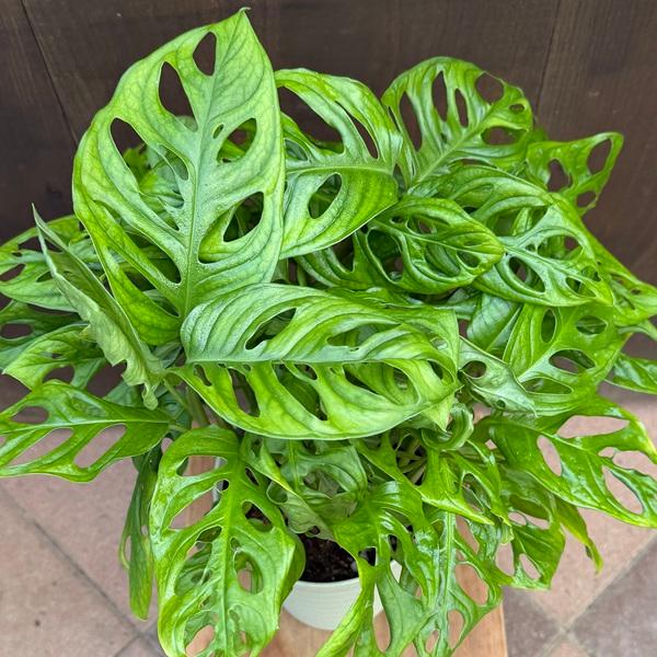 おしゃれ 観葉植物：マドカズラ*5号プラポット : 遊恵盆栽 Yahoo!店