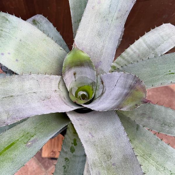 おしゃれ 観葉植物：エクメア ヌディカリウス*6号 プラポット Aechmea nudicaulis_1