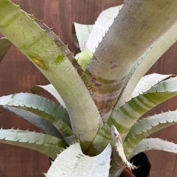 おしゃれ 観葉植物：エクメア ヌディカリウス*6号 プラポット Aechmea nudicaulis_2