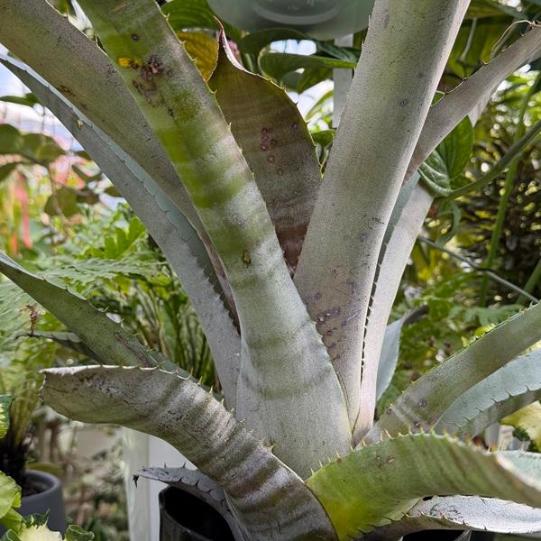 おしゃれ 観葉植物：エクメア ヌディカリウス*6号 プラポット Aechmea nudicaulis_3