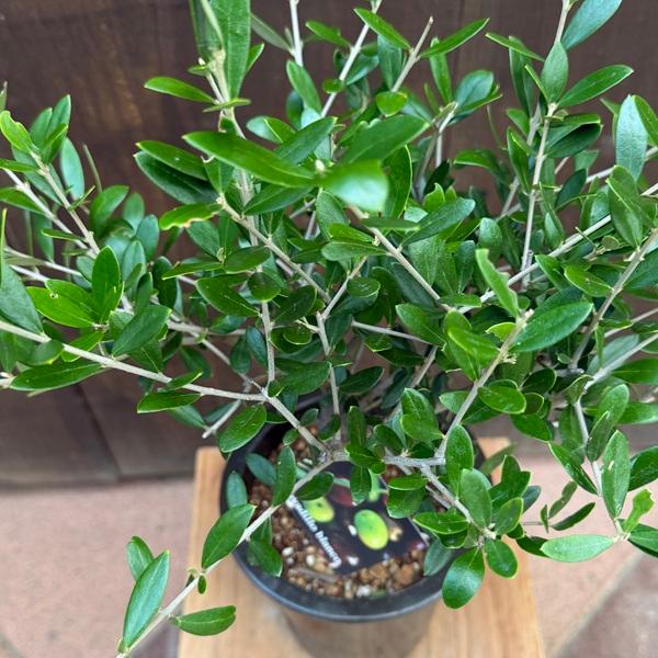 観葉植物 SOUJU（創樹）ブランド：オリーブの木 ネバディロブランコ*5