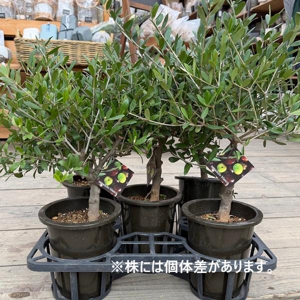 オリーブの木　ネバディロブランコ　生活雑貨 家庭用品 ガーデニング 楽天市場】【現品】鉢植え【オリーブの木】ネバディロブランコ 自然風