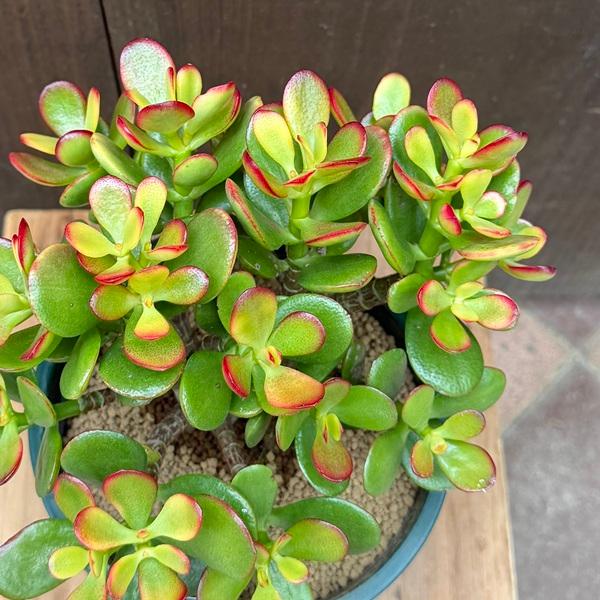 観葉植物：金のなる木 姫黄金花月*5号 プラポット : 遊恵盆栽 Yahoo!店