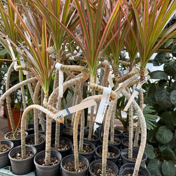 観葉植物：ドラセナ コンシンネ レインボー 鉢カバー*ブリキ ココヤシ