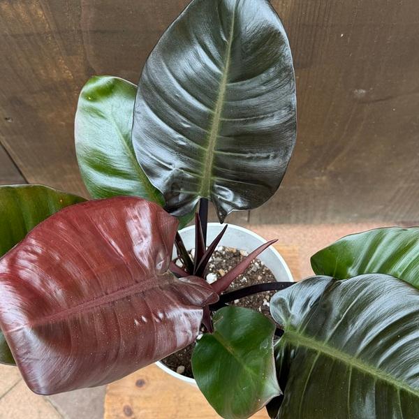 おしゃれ 観葉植物：フィロデンドロンブラックカーディナル*6号