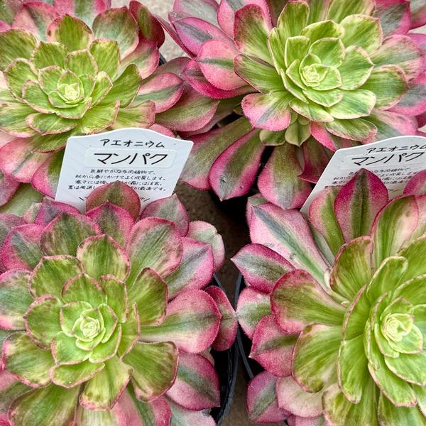 おしゃれ 観葉植物 品種選べる：アエオニウム 3号*マンパク ボダイ