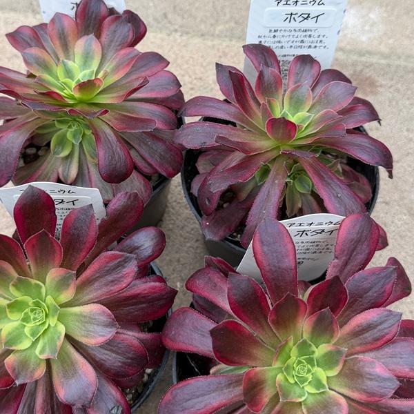 おしゃれ 観葉植物 品種選べる：アエオニウム 3号*マンパク ボダイ