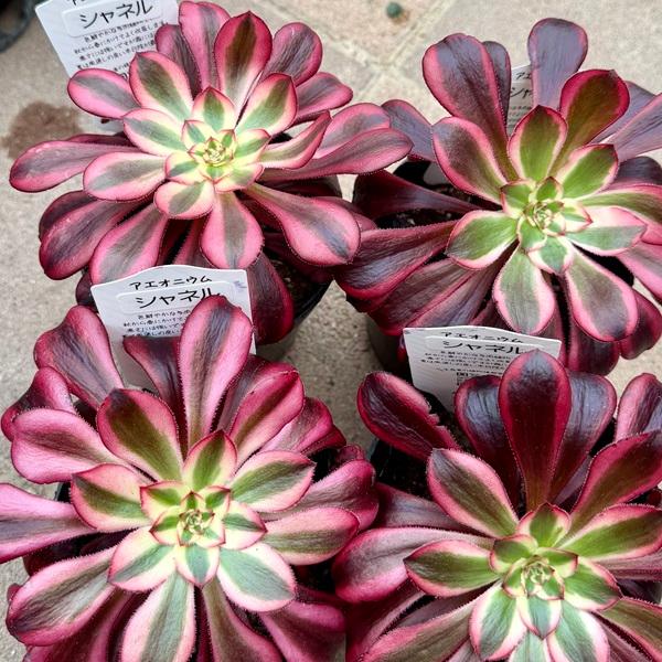 おしゃれ 観葉植物 品種選べる：アエオニウム 3号*マンパク ボダイ