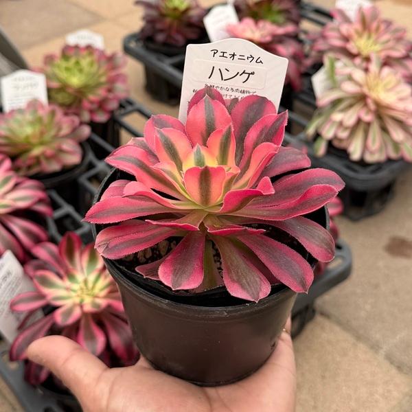 おしゃれ 観葉植物 品種選べる：アエオニウム 3号*マンパク ボダイ