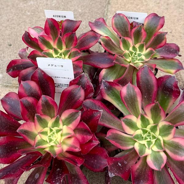 おしゃれ 観葉植物 品種選べる：アエオニウム 2.5号*メデューサ ピンク