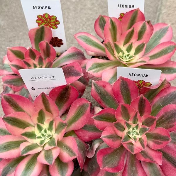 おしゃれ 観葉植物 品種選べる：アエオニウム 2.5号*メデューサ ピンク