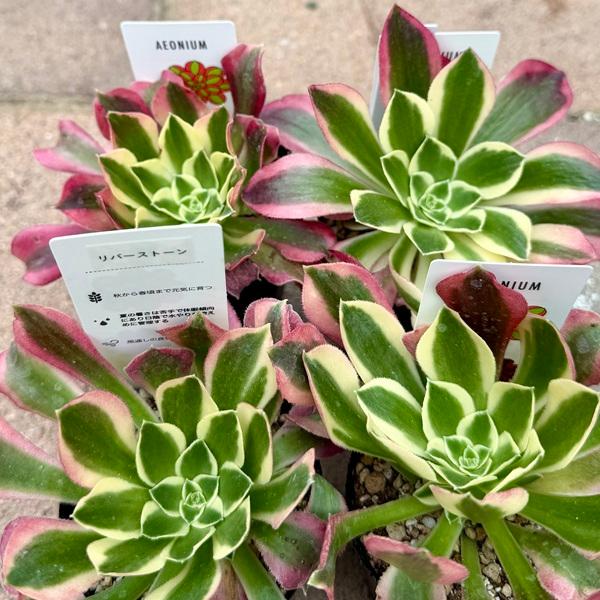 おしゃれ 観葉植物 品種選べる：アエオニウム 2.5号*メデューサ ピンク