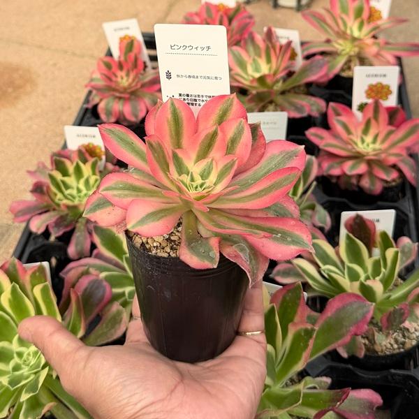 22#多肉植物アエオニウム錦❤️リバーストーン❤️ 1大頭10小頭22cm 拔き苗 27 #多肉植物アエオニウム錦❤️銅花順錦❤️1大頭13cm拔き苗 - メルカリ