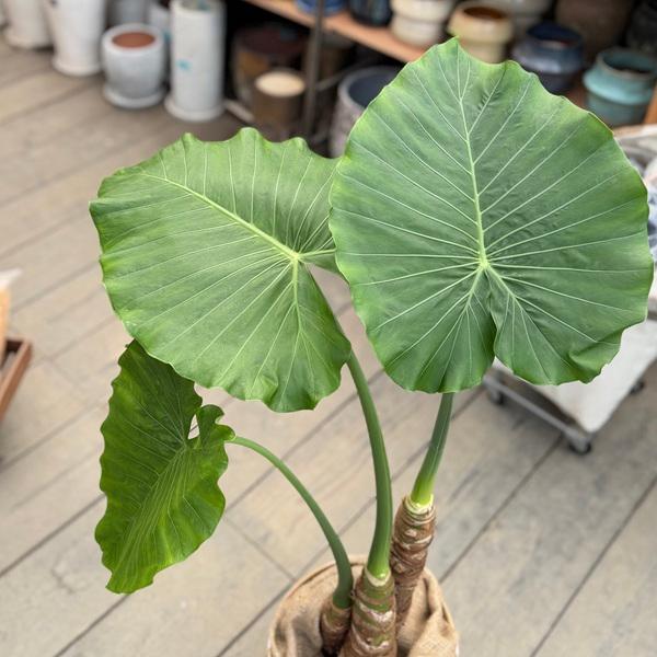 おしゃれ 観葉植物：クワズイモ 鉢カバー*麻布付 大型佐川急便配送