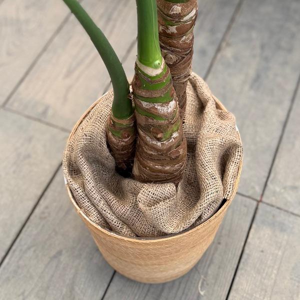 おしゃれ 観葉植物：クワズイモ 鉢カバー*麻布付 大型佐川急便配送