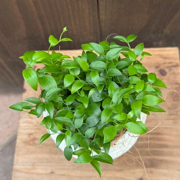 観葉植物：アスパラガス スライマックス 鉢植え*ココヤシ飾り : 遊恵