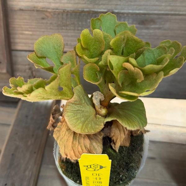 おしゃれ 観葉植物：リドレイ ドワーフ シルベリー*ビカクシダ