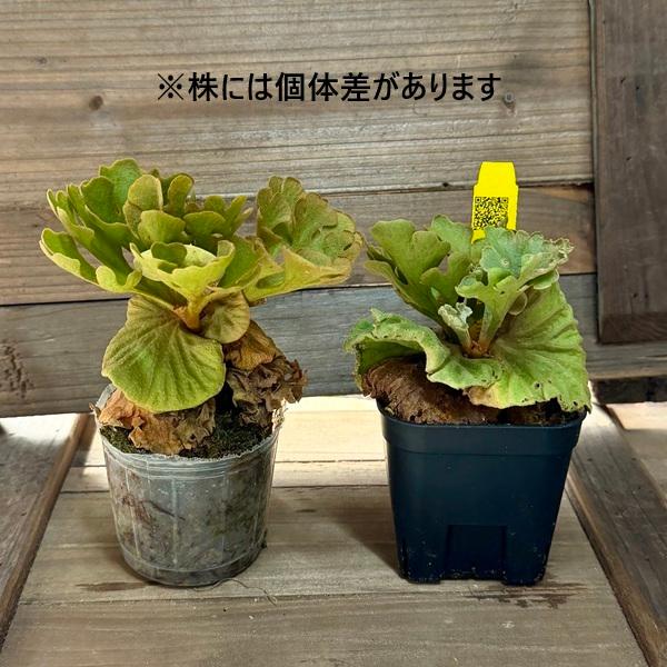 おしゃれ 観葉植物：リドレイ ドワーフ シルベリー*ビカクシダ