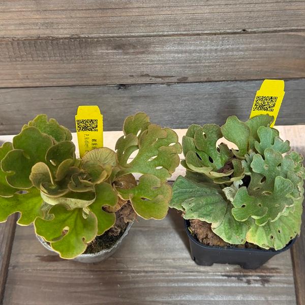 おしゃれ 観葉植物：リドレイ ドワーフ シルベリー*ビカクシダ