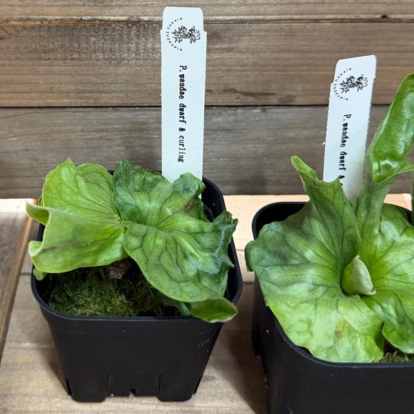 おしゃれ 観葉植物：ワンダエ ドワーフ アンド カーリング*ビカクシダ