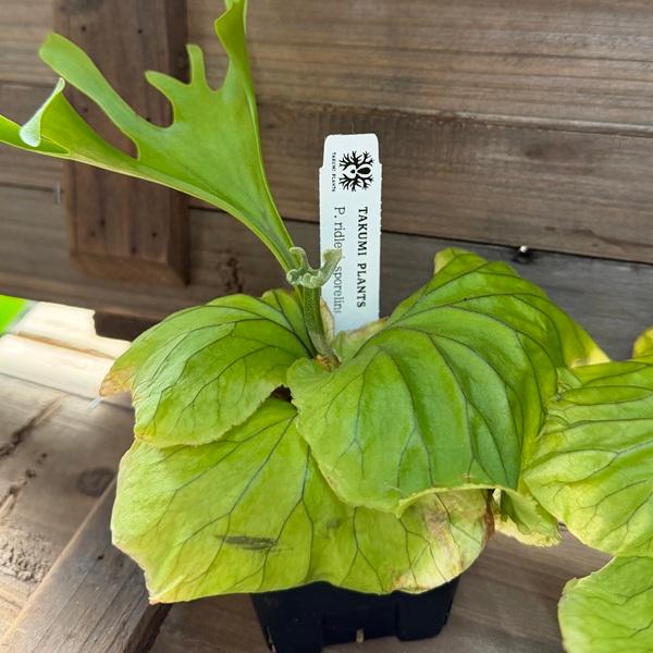 ビカクシダ リドレイ パカランスポア おしゃれ 観葉植物：リドレイ スポア株*ビカクシダ コウモリラン