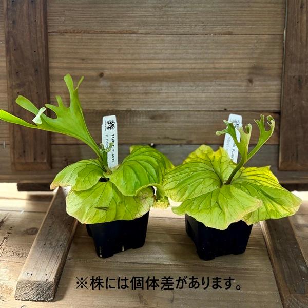おしゃれ 観葉植物：リドレイ スポア株*ビカクシダ コウモリラン