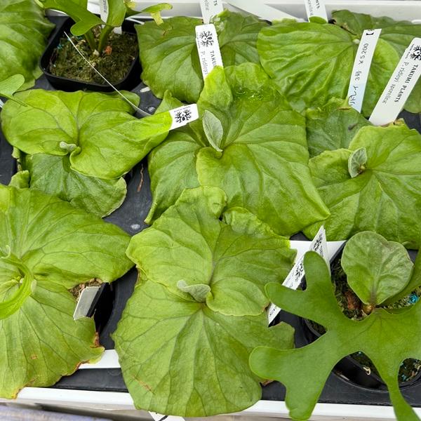 おしゃれ 観葉植物：リドレイ スポア株*ビカクシダ コウモリラン