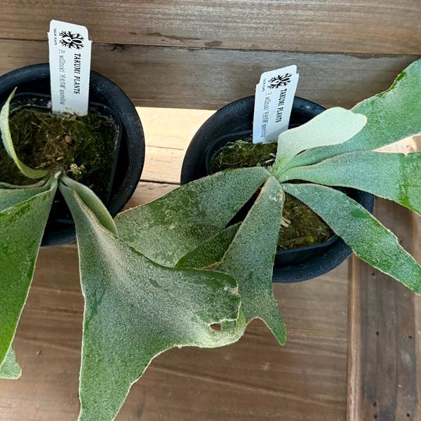 おしゃれ 観葉植物：ウィリンキー 月光爪哇 スポア株*ビカクシダ