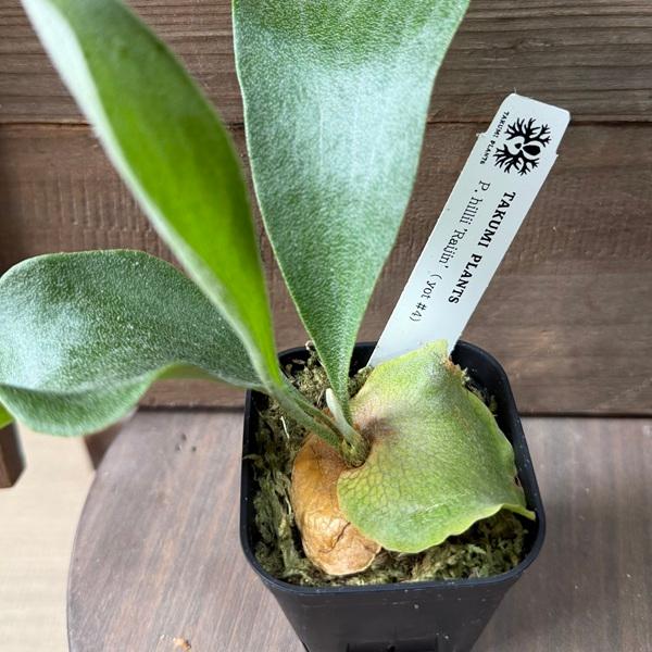 おしゃれ 観葉植物：ヒリーライジン スポア株*ビカクシダ コウモリラン