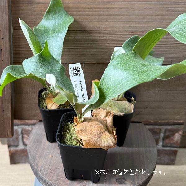 おしゃれ 観葉植物：ヒリーライジン スポア株*ビカクシダ コウモリラン