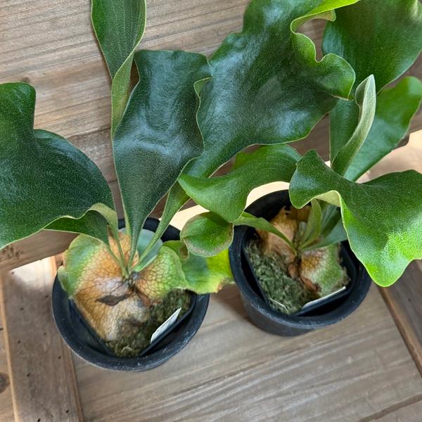 おしゃれ 観葉植物：ヒリーライジン スポア株*ビカクシダ コウモリラン