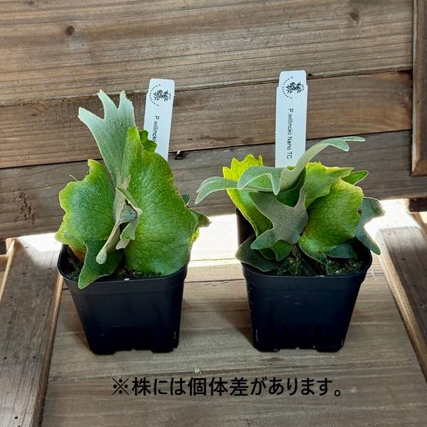 おしゃれ 観葉植物：ウィリンキー ナノ TC株*ビカクシダ コウモリラン