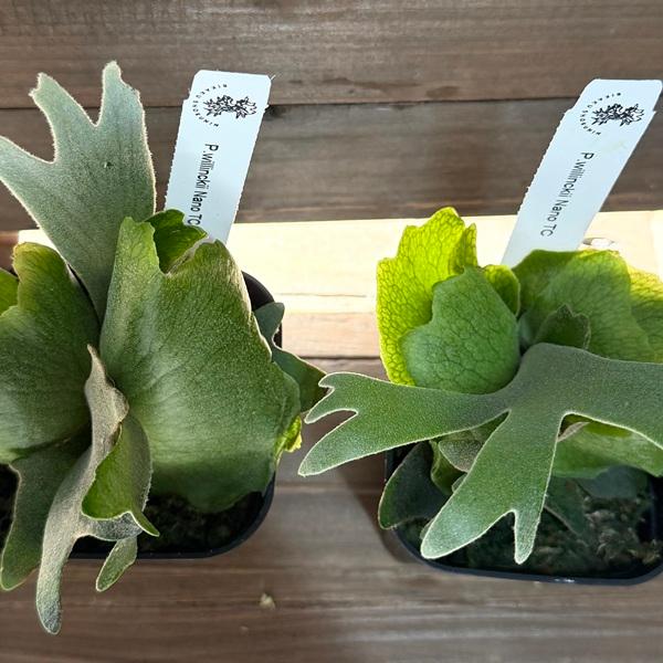 おしゃれ 観葉植物：ウィリンキー ナノ TC株*ビカクシダ コウモリラン