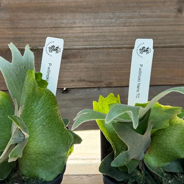 おしゃれ 観葉植物：ウィリンキー ナノ TC株*ビカクシダ コウモリラン