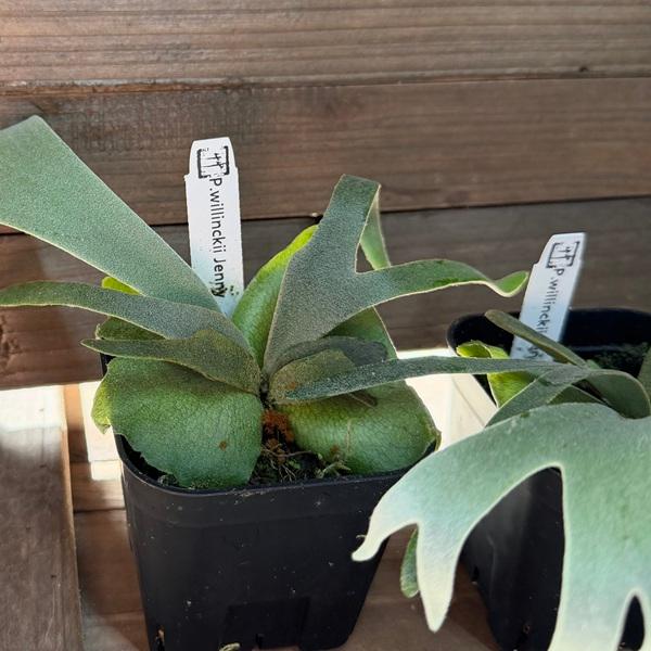 おしゃれ 観葉植物：ウィリンキー ジェニー*ビカクシダ コウモリラン 