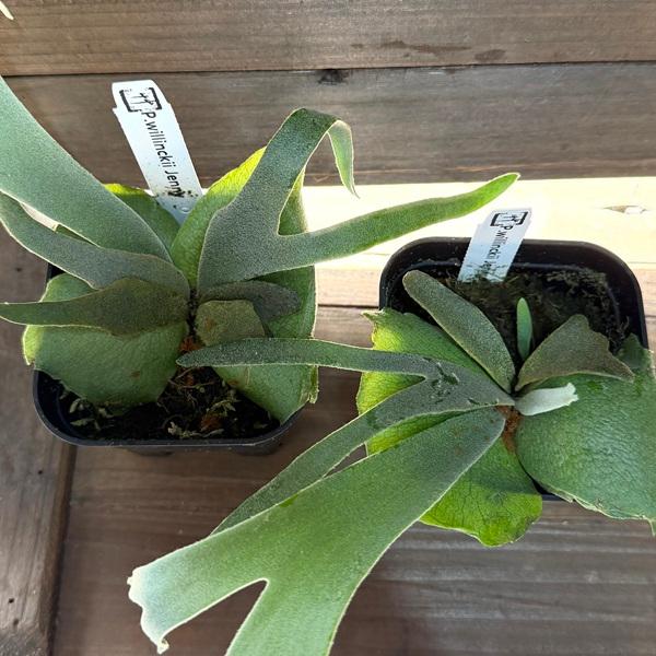 おしゃれ 観葉植物：ウィリンキー ジェニー*ビカクシダ コウモリラン 