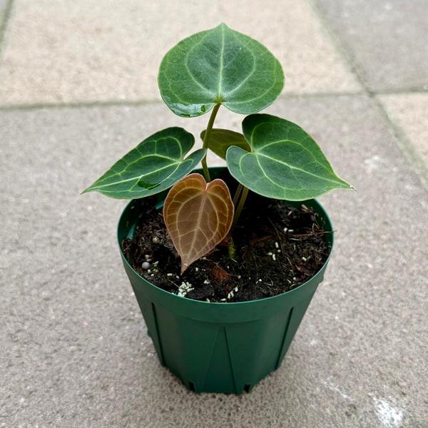 【大型は流通少なめ ハートの葉がゆらゆら揺れる】アンスリウム　クラリネルビウム 観葉植物】アンスリウム・クラリネルビウム 4号 鉢カラー/レッド