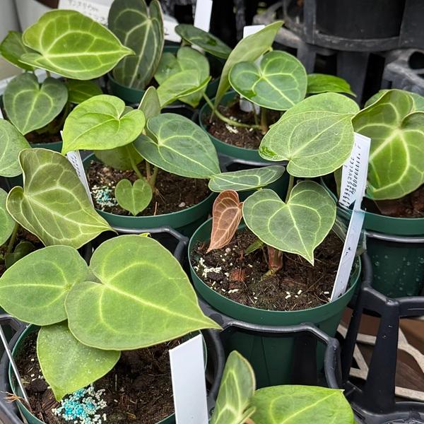 おしゃれ 観葉植物：アンスリウム クラリネルビウム*3号 プラポット